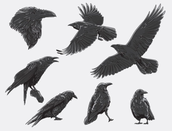 Ravens Vector Pack 1 2