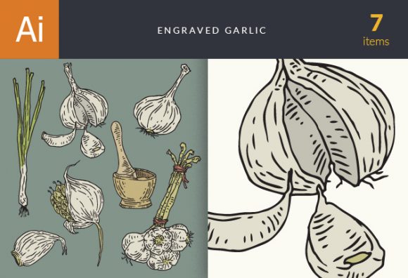 Engraved Garlic Vector Set 1 1