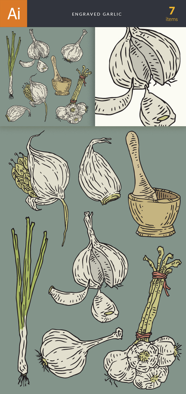 Engraved Garlic Vector Set 1 2