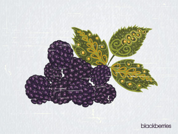 Grunge Vector Graphic Vector Vintage Background  Blackberries 1