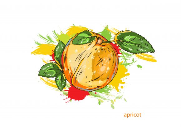 Awesome Nutrition Eps Vector: Eps Vector Apricot With Colorful Splashes 1