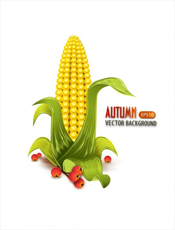 vector autumn background with corn 1
