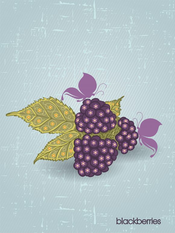 vector vintage background with blackberries 1