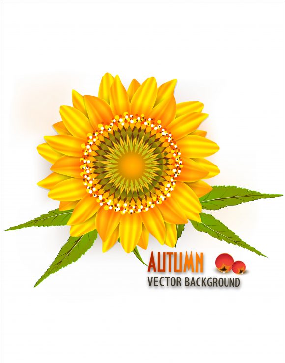 vector autumn background with sunflower 1
