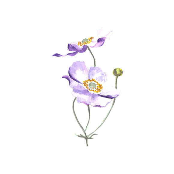 Floral Anemones 02 1
