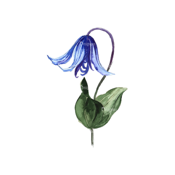 Flower Clematis Blue 1