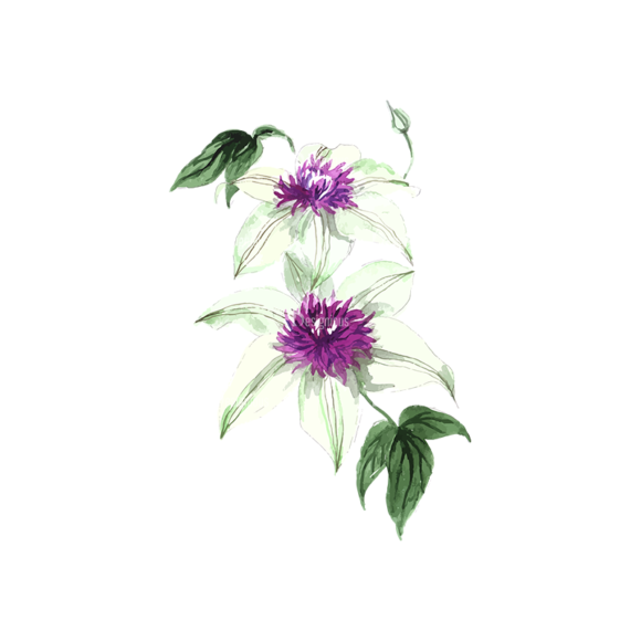 Flower Clematis Violet 05 1