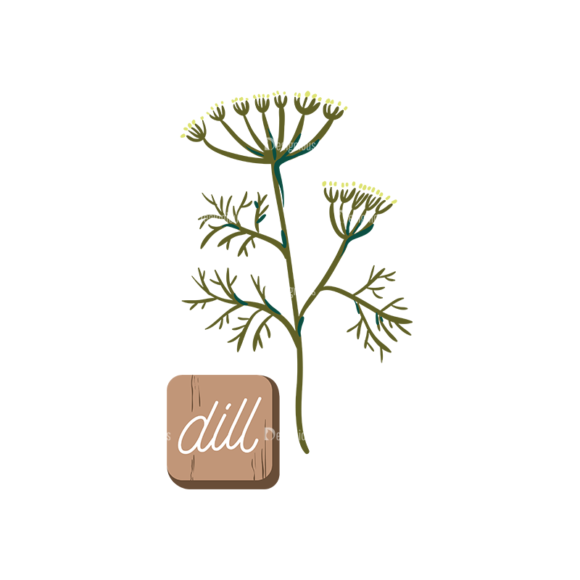 Herbs And Spices Dill 1