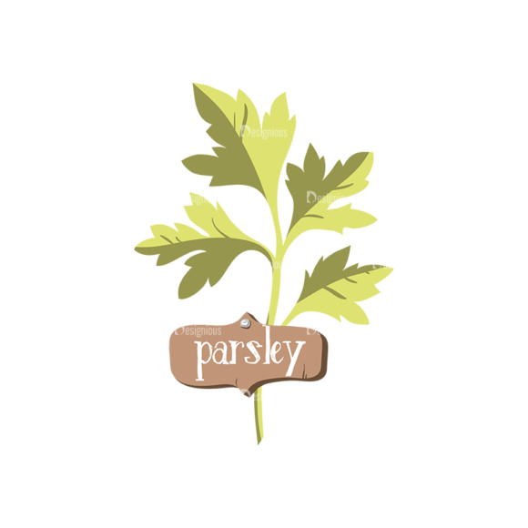 Herbs And Spices Parsley 1