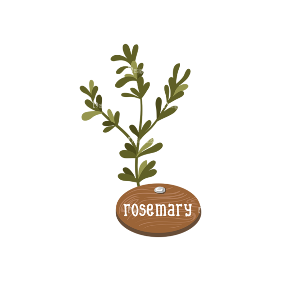 Herbs And Spices Rosemary 1