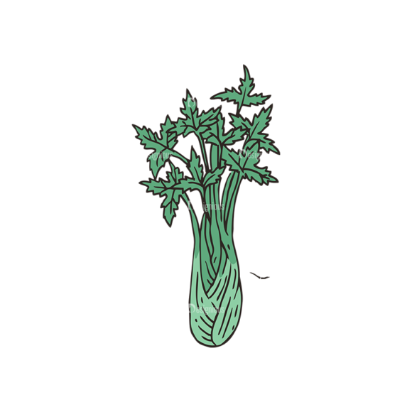 Engraved Green Grocery Vector Set 1 Vector Celery 1