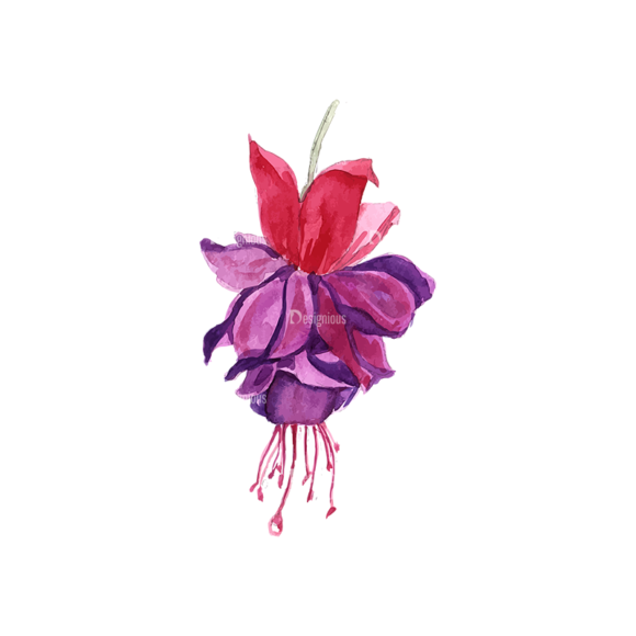 Fuchsia Flower 01 1