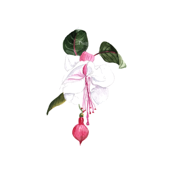 Fuchsia Flower 03 1