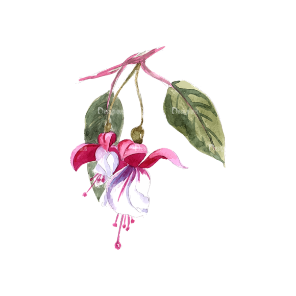 Fuchsia Flower 04 1