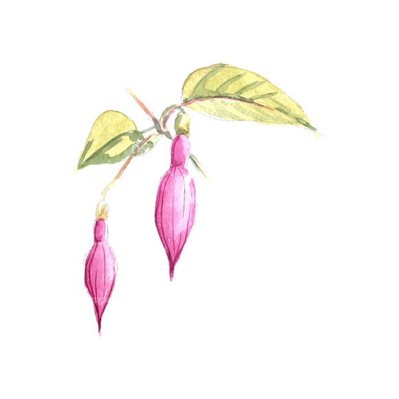 Fuchsia Flower 05 1