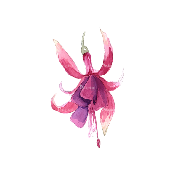 Fuchsia Flower 06 1