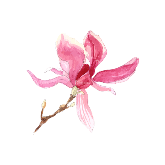Magnolia Flower 01 1