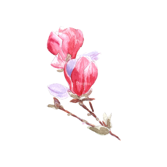 Magnolia Flower 03 1