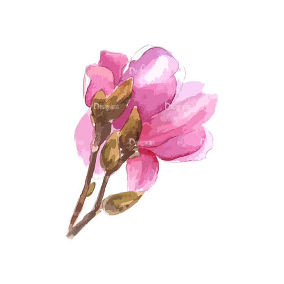Magnolia Flower 04 1