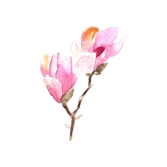 Magnolia Flower 05 1