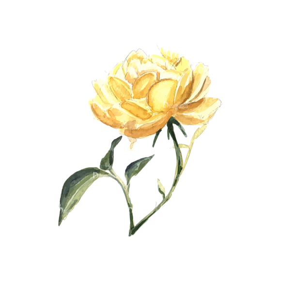 Roses Yellow 04 1