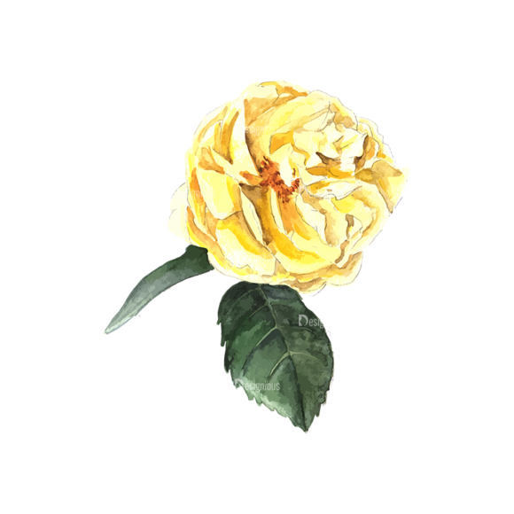 Roses Yellow 05 1