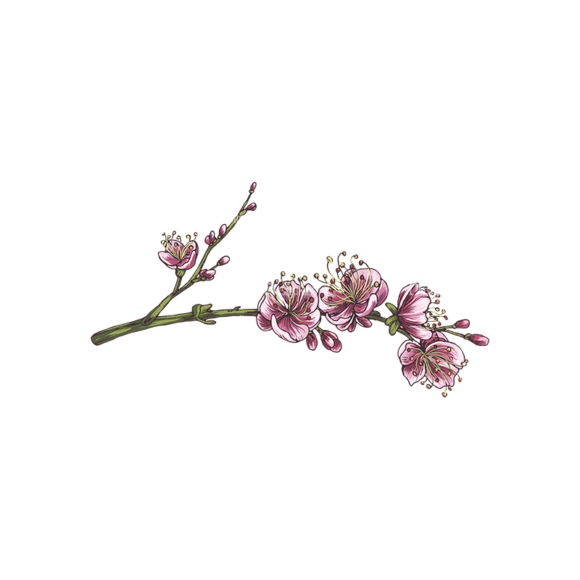 Blossomed Branches Vector 1 6 1