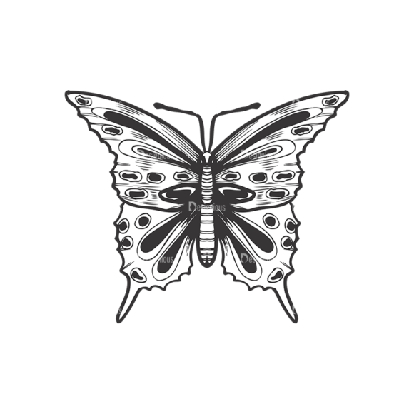 Butterflies Vector 1 11 1