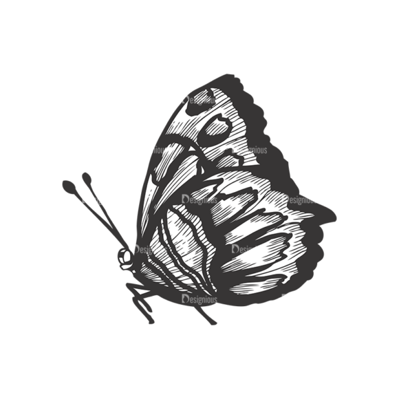 Butterflies Vector 1 3 1