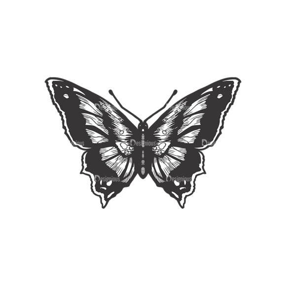 Butterflies Vector 1 6 1