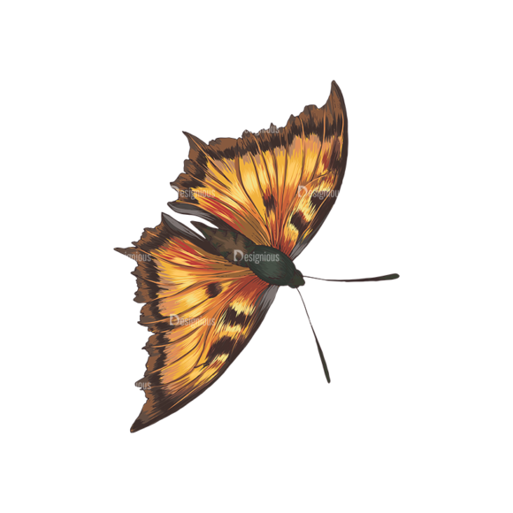 Butterflies Vector 5 1 1