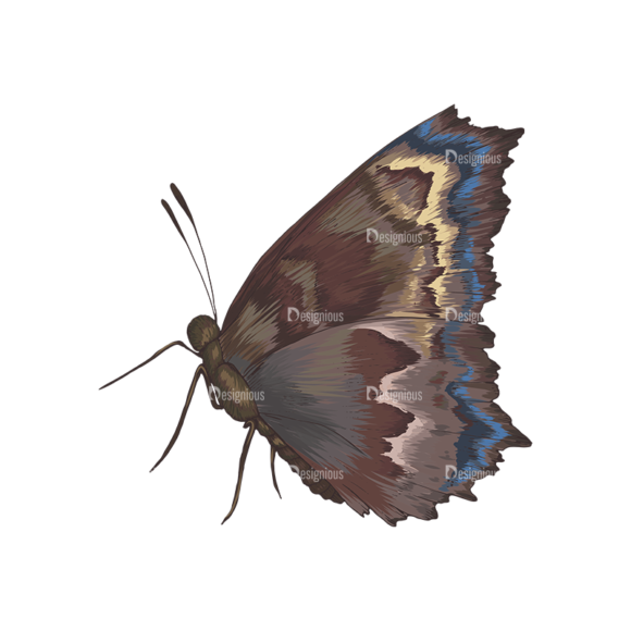 Butterflies Vector 5 2 1