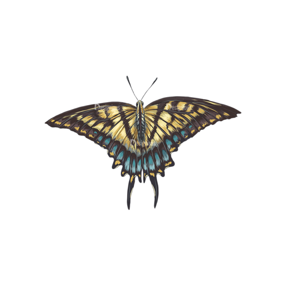 Butterflies Vector 5 3 1