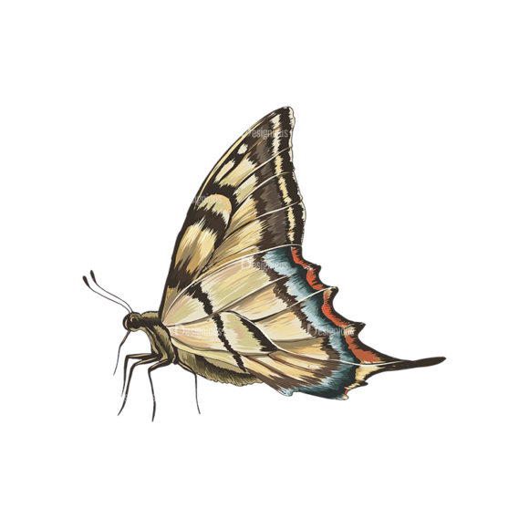 Butterflies Vector 5 5 1