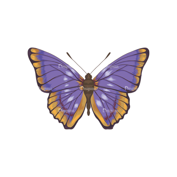 Butterflies Vector 6 2 1