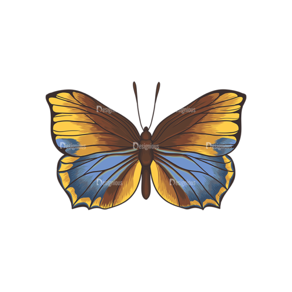 Butterflies Vector 6 4 1