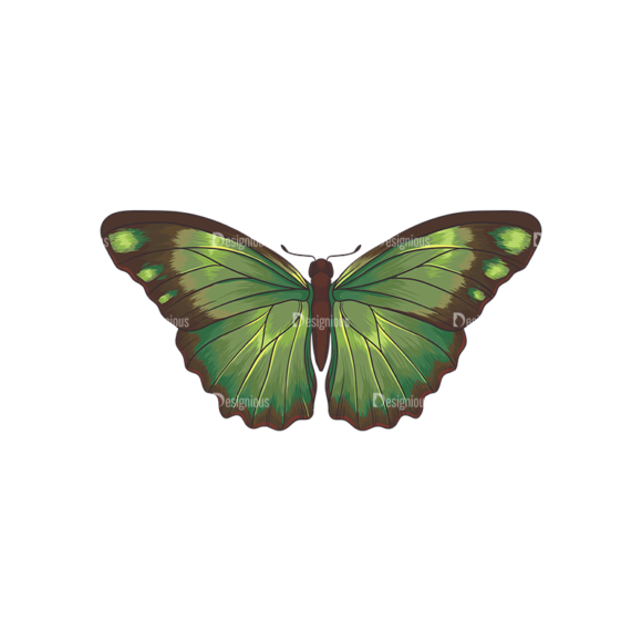 Butterflies Vector 6 6 1
