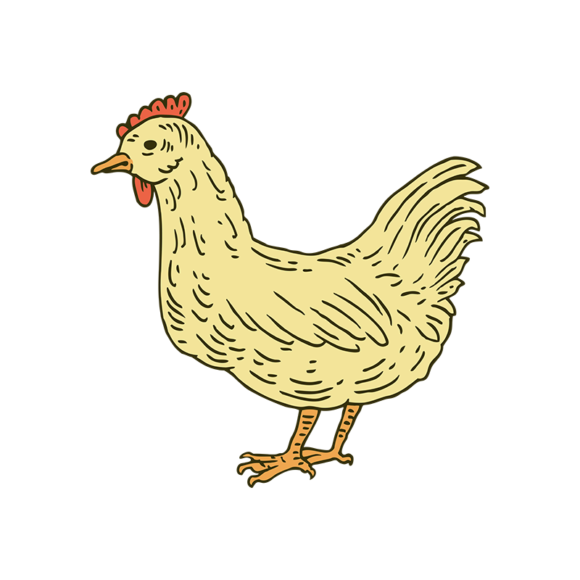 Engraved Domestic Animals Vector 1 Vector Chicken 1