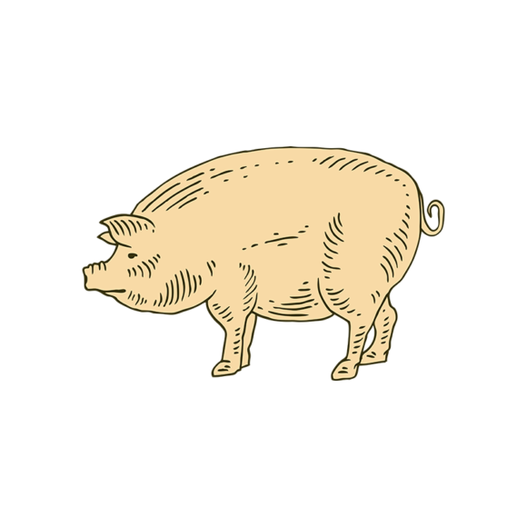 Engraved Domestic Animals Vector 1 Vector Pig 1