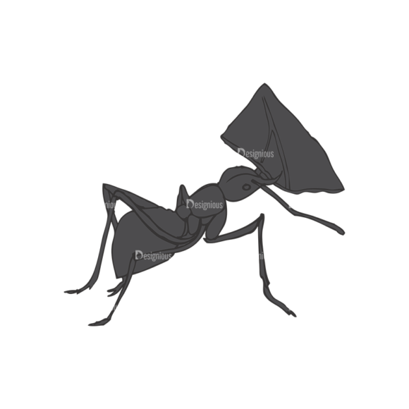 Insects Vector 1 13 1