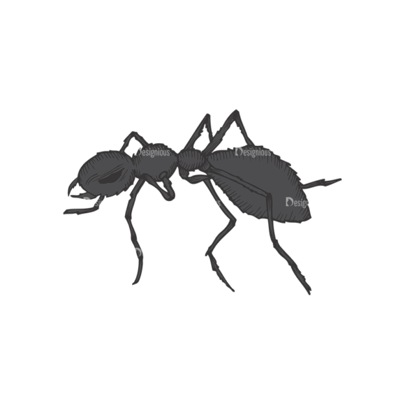 Insects Vector 1 16 1