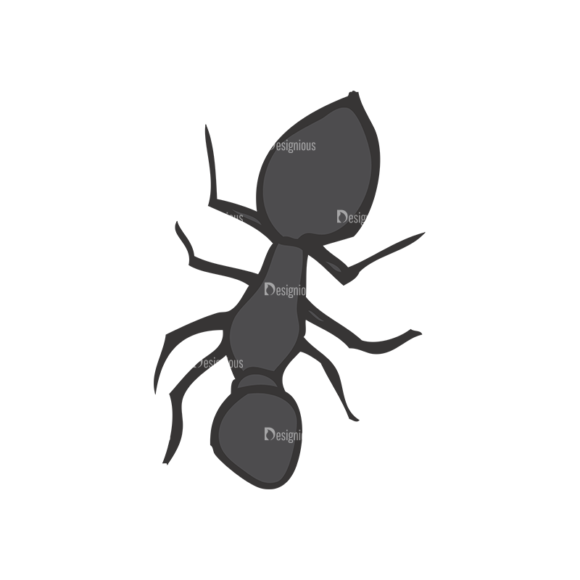 Insects Vector 1 19 1