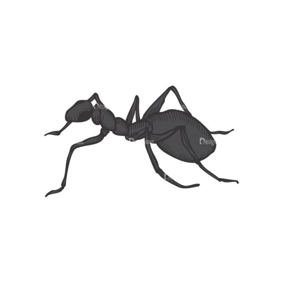 Insects Vector 1 20 1