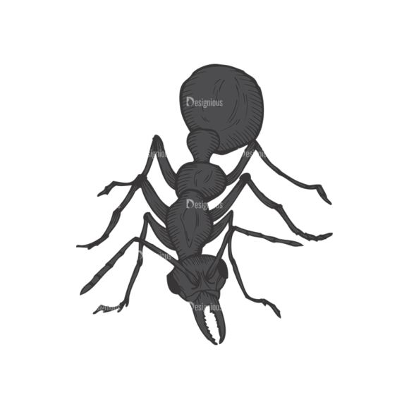Insects Vector 1 21 1