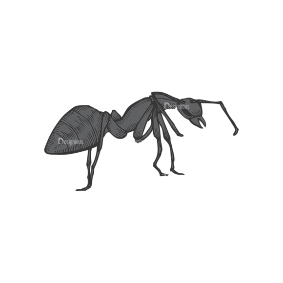 Insects Vector 1 5 1