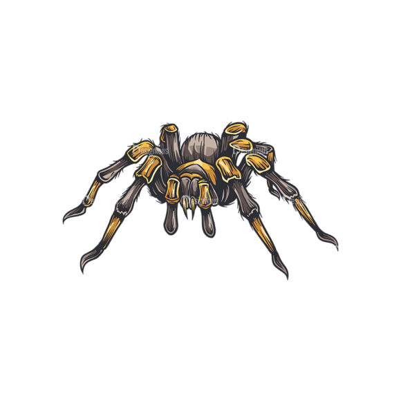 Spiders Vector 1 6 1